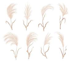 Pampas grass, dry boho flower plants, floral plume vector