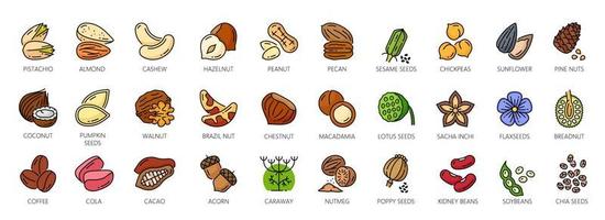 Nuts outline color icons, walnut, almond or cashew vector