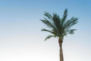 one palm tree over blue sky background photo