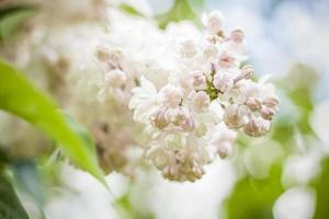 Beautiful and fragrant lilac in the garden. A close-up with a copy of the space, shot on a macro with a background blur for the wallpaper as the background. Natural wallpaper. Selective focus. photo