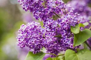 Beautiful and fragrant lilac in the garden. Close-up with a copy of the space, using the natural landscape as the background. Natural wallpaper. Selective focus. photo