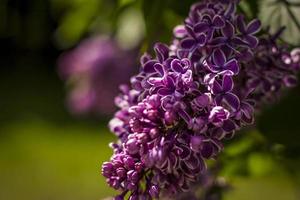 Beautiful and fragrant lilac in the garden. Close-up with a copy of the space, using the natural landscape as the background. Natural wallpaper. Selective focus. photo