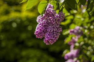 Beautiful and fragrant lilac in the garden. Close-up with a copy of the space, using the natural landscape as the background. Natural wallpaper. Selective focus. photo