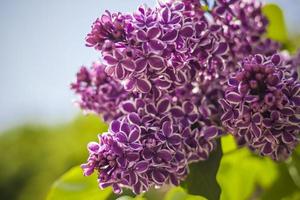 Beautiful and fragrant lilac in the garden. Close-up with a copy of the space, using the natural landscape as the background. Natural wallpaper. Selective focus. photo