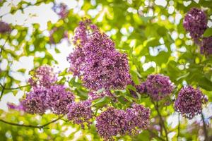 Beautiful and fragrant lilac in the garden. Close-up with a copy of the space, using the natural landscape as the background. Natural wallpaper. Selective focus. photo