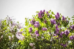 Beautiful and fragrant lilac in the garden. Close-up with a copy of the space, using the natural landscape as the background. Natural wallpaper. Selective focus. photo