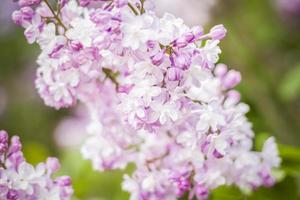 Beautiful and fragrant lilac in the garden. Close-up with a copy of the space, using the natural landscape as the background. Natural wallpaper. Selective focus. photo
