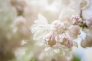 Beautiful and fragrant lilac in the garden. A close-up with a copy of the space, shot on a macro with a background blur for the wallpaper as the background. Natural wallpaper. Selective focus. photo