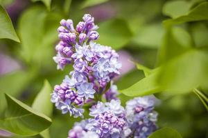 Beautiful and fragrant lilac in the garden. Close-up with a copy of the space, using the natural landscape as the background. Natural wallpaper. Selective focus. photo