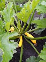 Calabacín joven en cama vegetal en día de verano. hojas verdes y frutas en el jardín. ingredientes vegetarianos para cocinar. alimentos naturales sin conservantes foto