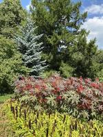 Castor oil plant. Spiny fruit of castor oil plant photo