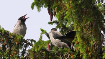 Mutterkrähe füttert kleine Küken in einem Nest auf einem Nadelbaum video