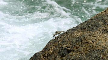 A small sea crab sits on a stone, a sea wave splashes in the background video