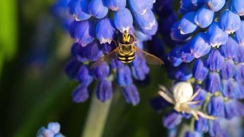 Insektenwespe auf einer blauen Blütenlupine sammelt Nektar und bestäubt an einem sonnigen Frühlingstag video