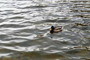 A brown duck with a green head and a yellow beak floats along the lake in cold water. photo