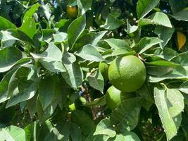 paraíso natural verde hermoso y sabroso redondo inmaduro naranja, cítricos, mandarina o pomelo en una rama de árbol en un cálido país tropical, resort foto