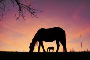 silueta de caballo en el campo y fondo de puesta de sol en verano foto