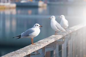 gaviotas en el puerto marítimo, temas de animales foto