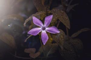 hermosa vinca rosa mayor en el jardín en primavera, gran periwinkle foto