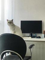 lindo gatito blanco se sienta en la mesa junto a la ventana. el gato juega a la computadora. el gato mira al dueño, sentado en su escritorio. mascotas esponjosas con lindos ojos. guapo británico de pura sangre foto