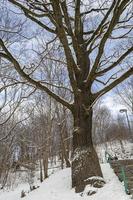 Trees in Snow on a Hill in a Park in Winter photo