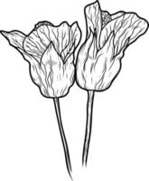 Flower hybrid abutilon Sketch line art isolated on white background. Black and white drawing of a flower. Drawing by hand. vector