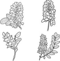 Acacia flowers and leaves Sketch line art vector