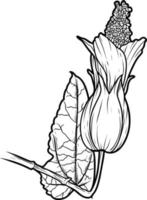 Flower hybrid abutilon Sketch line art isolated on white background. Black and white drawing of a flower. Drawing by hand. vector