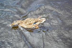 un hermoso pato de pájaro salvaje acuático con pico y alas flota contra el fondo del agua en el río, lago, estanque, mar y nenúfares verdes foto