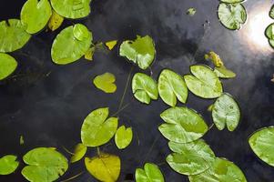 Texture of lake river water with green leaves of lily plants, the back background of blue pure natural water with green waterlily algae leaves photo