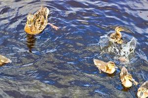 una bandada de muchas hermosas aves acuáticas silvestres de patos con pollitos patitos con pico y alas nada contra el fondo del agua en el estanque del lago del río mar y nenúfares verdes foto