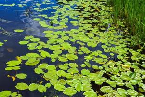 Texture of lake river water with green leaves of lily plants, the back background of blue pure natural water with green waterlily algae leaves photo