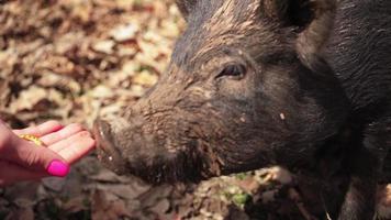Woman feeds a wild pig in the forest. Slow motion.