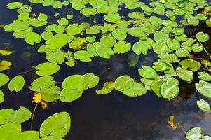 Texture of lake river water with green leaves of lily plants, the back background of blue pure natural water with green waterlily algae leaves photo
