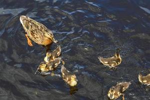 una bandada de muchas hermosas aves acuáticas silvestres de patos con pollitos patitos con pico y alas nada contra el fondo del agua en el estanque del lago del río mar y nenúfares verdes foto