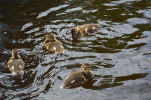 Small beautiful fluffy wild natural ducklings, waterfowl ducks with wings and beaks swim on the water in the river, sea, lake, pond photo