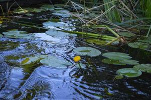 Las hermosas flores verdes de los nenúfares son hojas amarillas y verdes en el agua a orillas del río, lagos, mares en la hierba y juncos en la naturaleza. el fondo foto