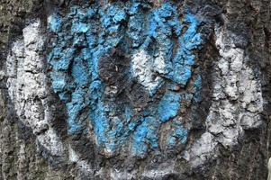 , wood bark with blue white and black color, texture photo