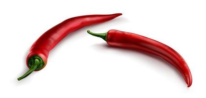 Red chili pepper, hot spicy paprika cayenne vector