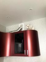 pequeño gatito blanco se sienta en gabinetes de madera roja. las tuberías de metal están en la parte superior, el gatito se esconde detrás de ellas. el gato se sienta en una altura, juega con la amante. el gato esta sentado en la cocina foto
