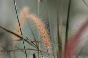 weeds in the park in jakarta photo