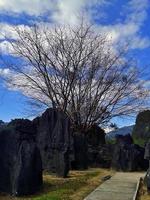 The old tree that grows in the limestone hills Makassar South Sulawesi Indonesia photo