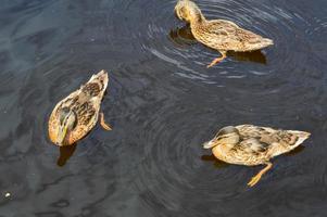 una bandada de muchas hermosas aves acuáticas silvestres de patos con pollitos patitos con pico y alas nada contra el fondo del agua en el estanque del lago del río mar y nenúfares verdes foto