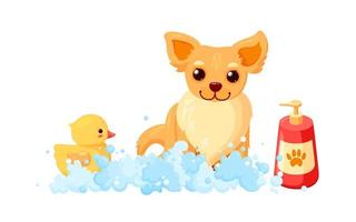 Dog grooming in a bath with shampoo and duck. Chihuahua in soap foam isolated in white background. Vector illustration