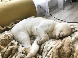 gato blanco y esponjoso duerme en una manta cálida de color animal. Patas suaves y negras, hocico esponjoso, orejas protuberantes. el gato está esperando cariño y amor foto