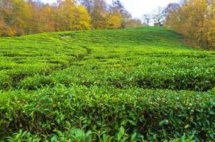 Tea plantation with green tea leaves closeup. Selective focus photo