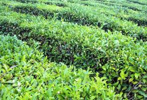 plantación de té con primer plano de hojas de té verde. enfoque selectivo foto