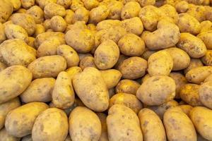 Fresh raw young potatoes in pile photo