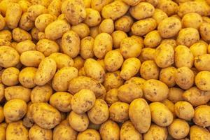 Fresh raw young potatoes in pile photo