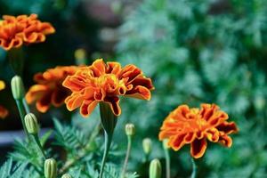 Closeup view of marigold flower head. photo